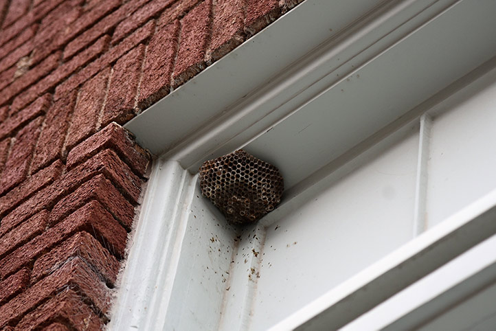 We provide a wasp nest removal service for domestic and commercial properties in Amersham.