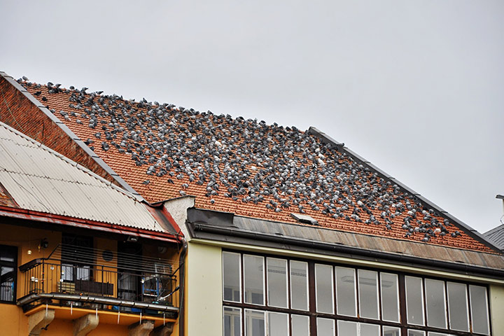 A2B Pest Control are able to install spikes to deter birds from roofs in Amersham. 